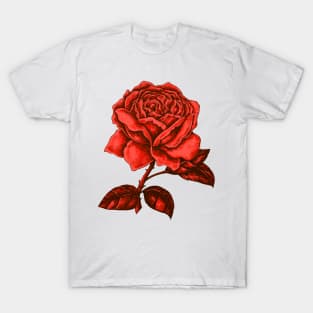 Rose Red Love Vintage Tattoo Illustration Roses T-Shirt